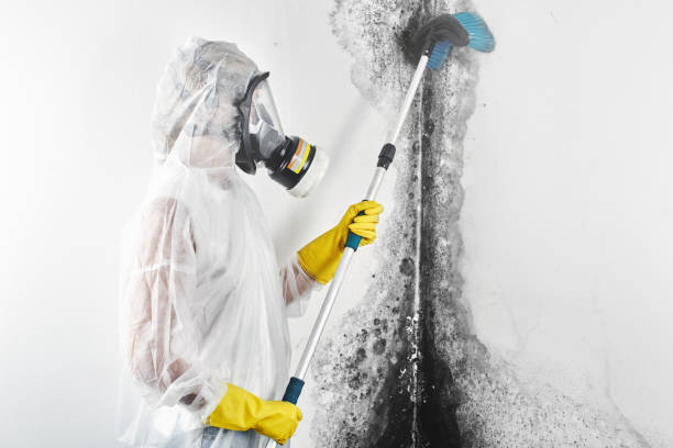 Williamsburg, FL Mold Removal Company
